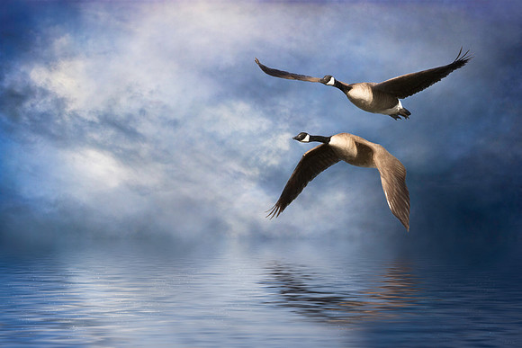 Flying Home