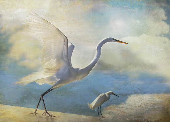 Ready to Soar