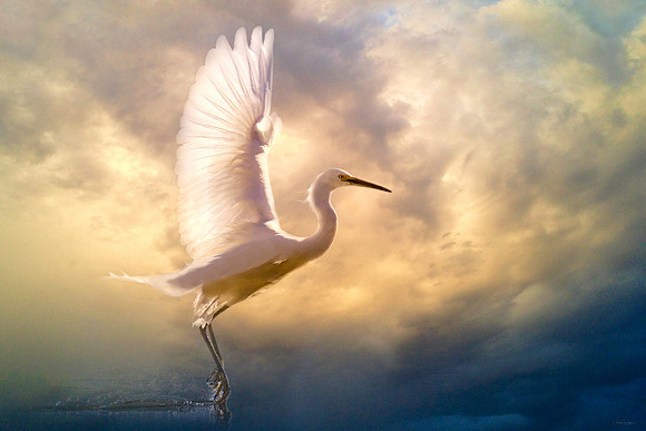 Wings of Light