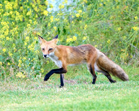 Fox Tiptoe