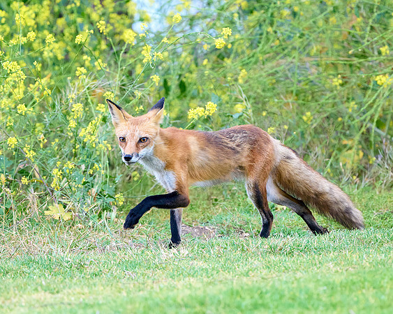 Fox Tiptoe
