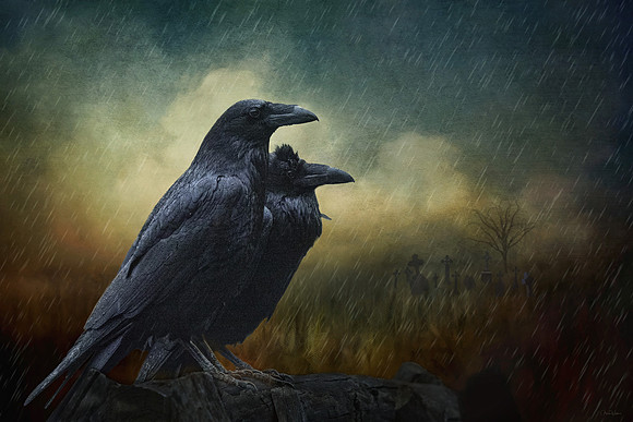 Weathering the Storm