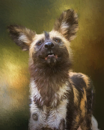 Painted Dog II