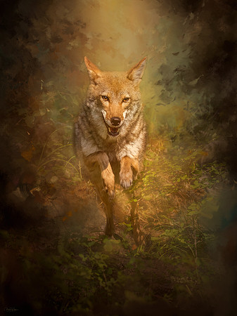 Coyote Energy
