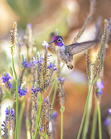 Hummingbird