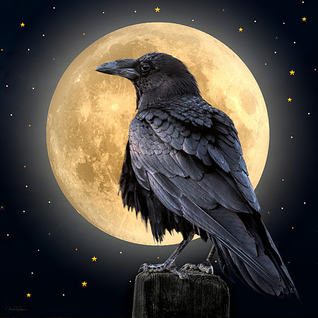 Raven Moon