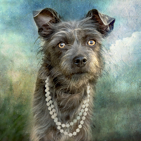 Portrait of a Lady