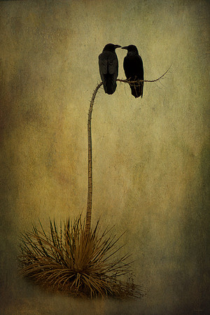 Corvid Companions