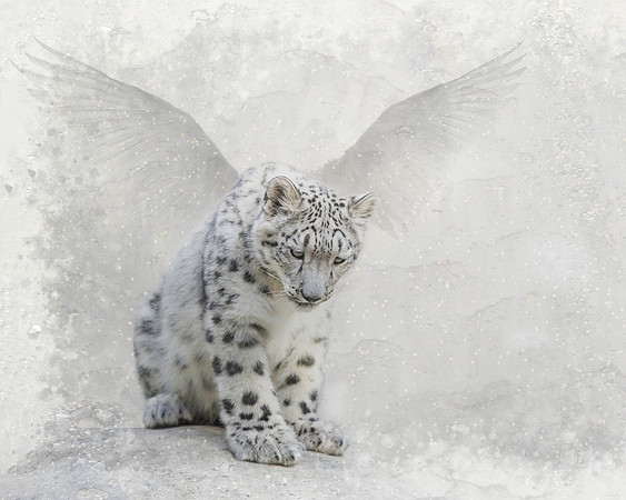 Snow Angel