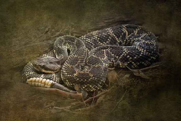 rattlesnake