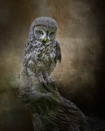 Great Gray Owl