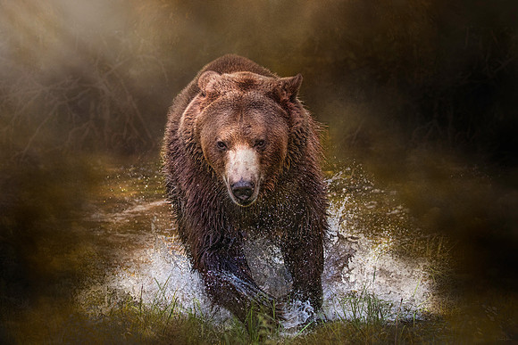 Power of the Grizzly