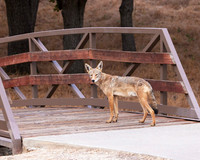 Coyote Crossing