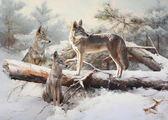 Coyote Chill
