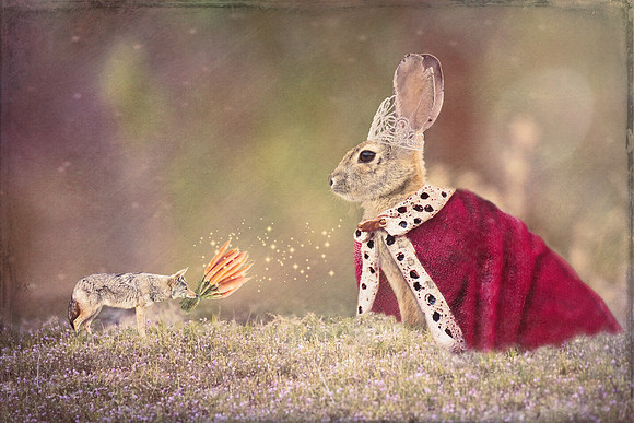 Bunny Daydream