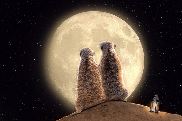 Meerkat Moon