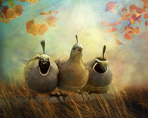 California Quail