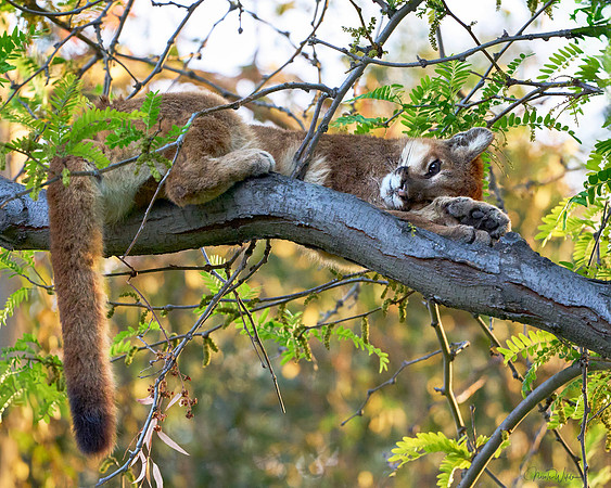 Time for a Catnap