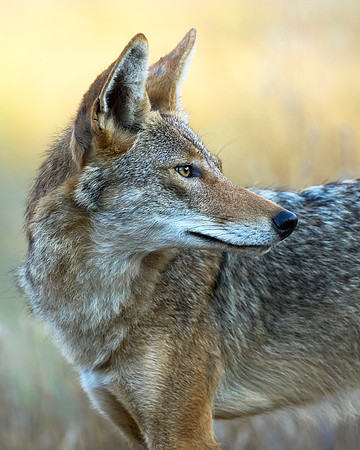 Golden Glance
