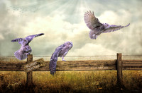 Flight Practice