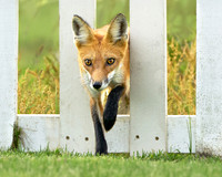 Don't Fence Me In
