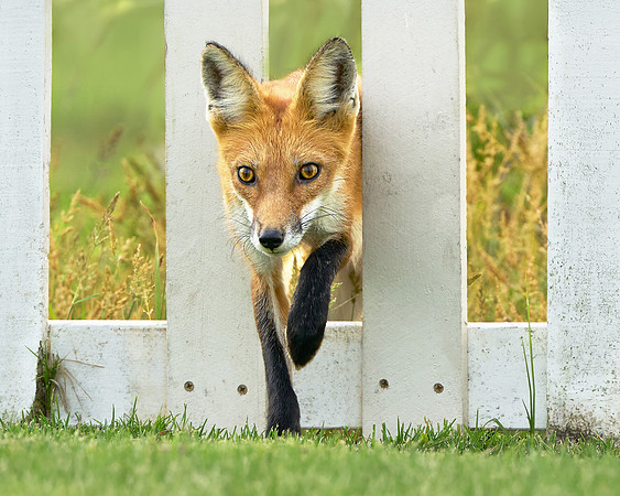 Don't Fence Me In