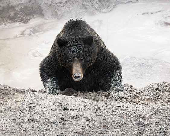 Mud Bath