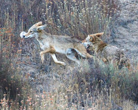 Coyote Playtime