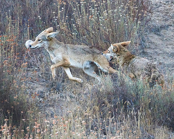 Coyote Playtime